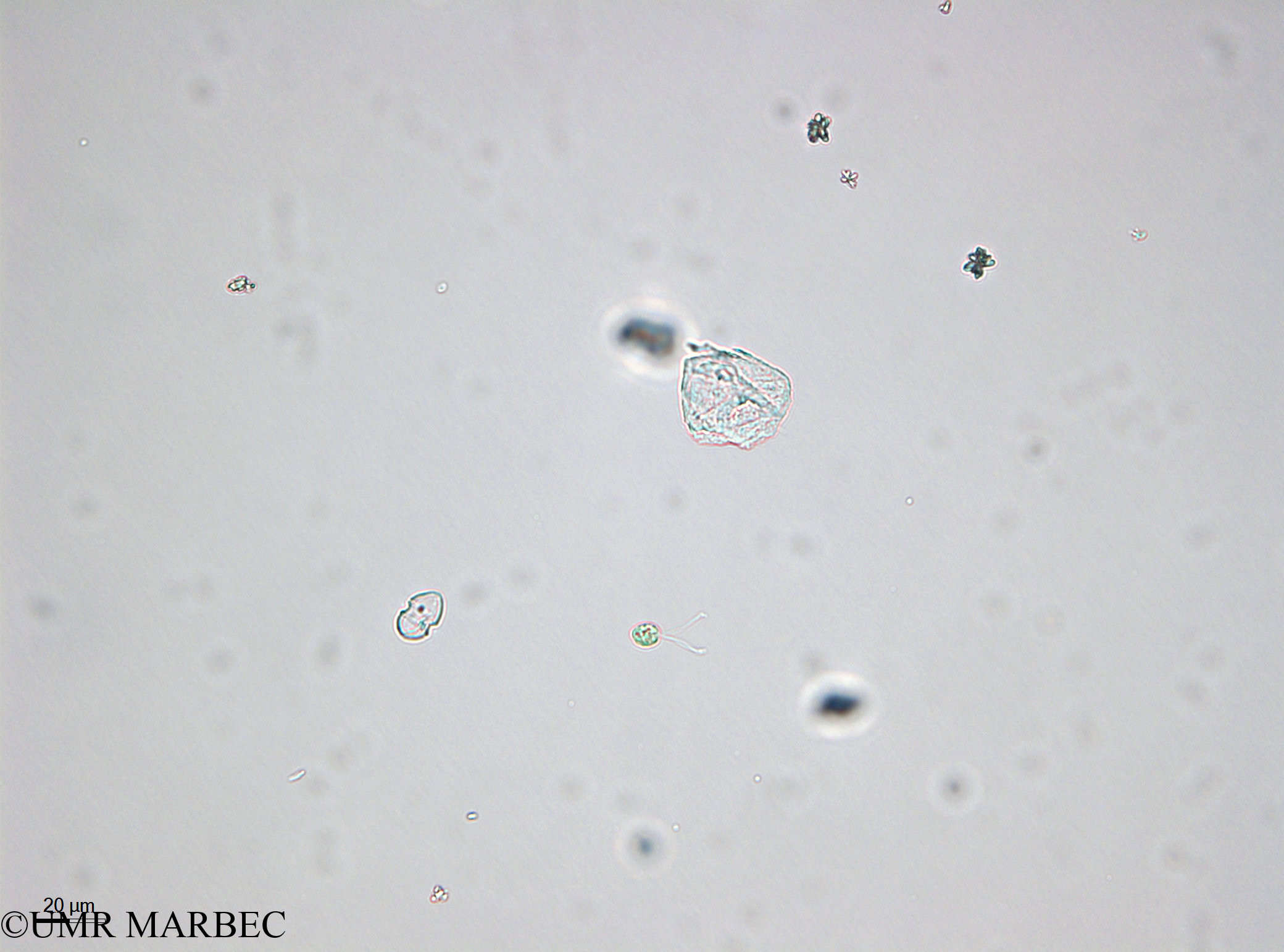 phyto/Bizerte/bizerte_bay/RISCO April 2014/Nanoflagellé 13 (Prasinophyceae - 140729_001_ovl-3)(copy).jpg